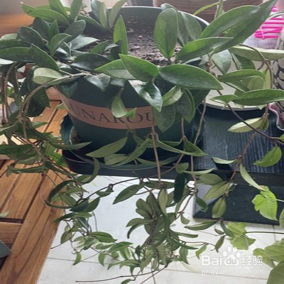 心叶球兰怎样养