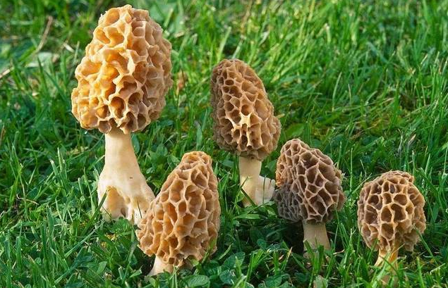 羊肚菌在什么时候季节采摘