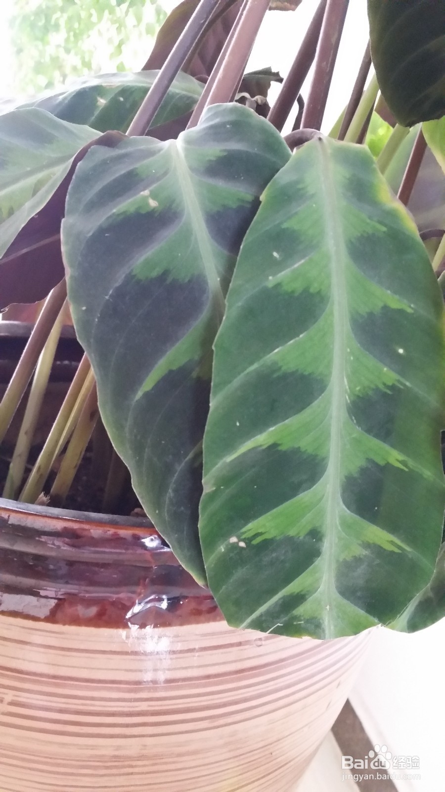 天鹅绒竹芋叶边干枯的处理