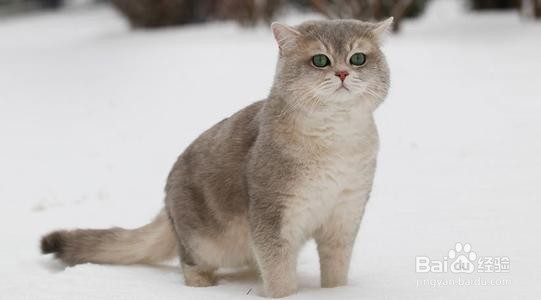 家里最简单的驱麻雀办法