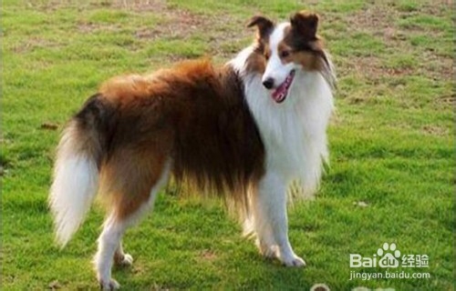 长期遭受“惩罚”的狗狗会有哪些表现