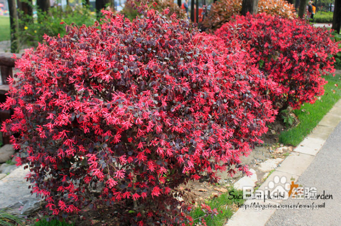 上海植物园（上）