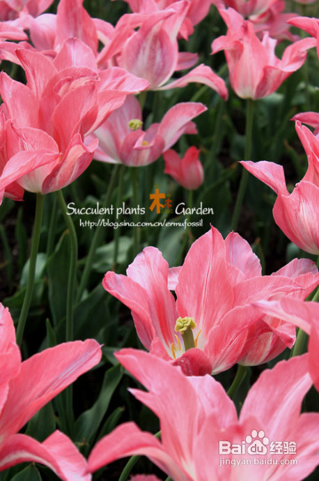 上海植物园（上）