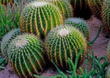 水边树石上的粉红色东西是什么