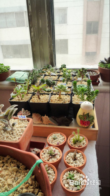 冬天来了，阳台变大棚。