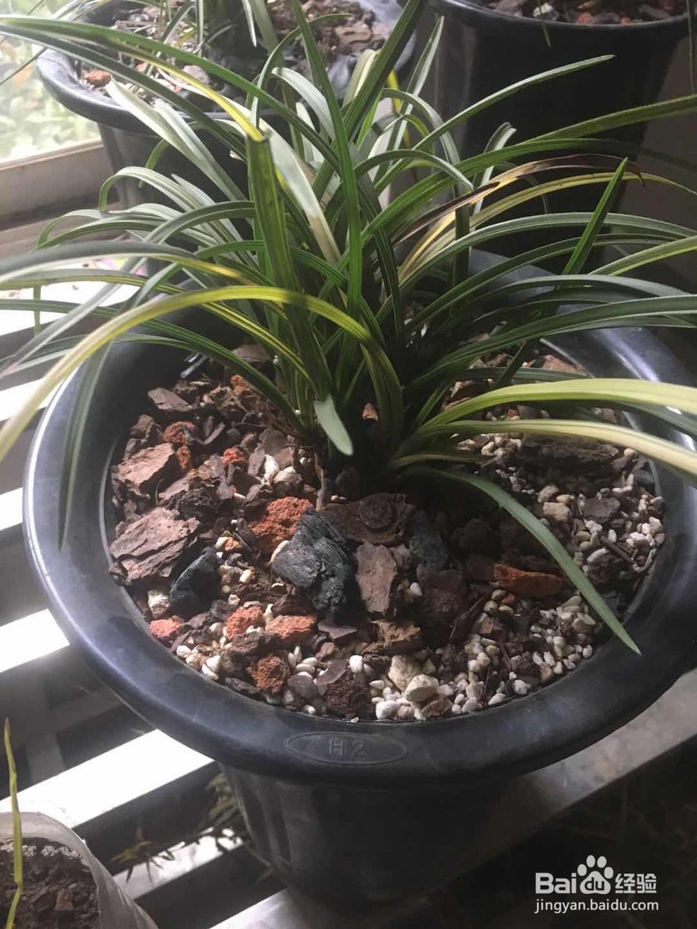 立春怎样让兰花进入快速生长期