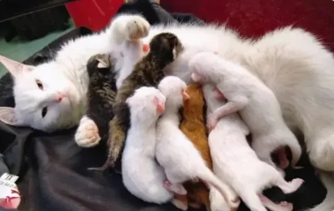 猫咪怀孕多久能看出来