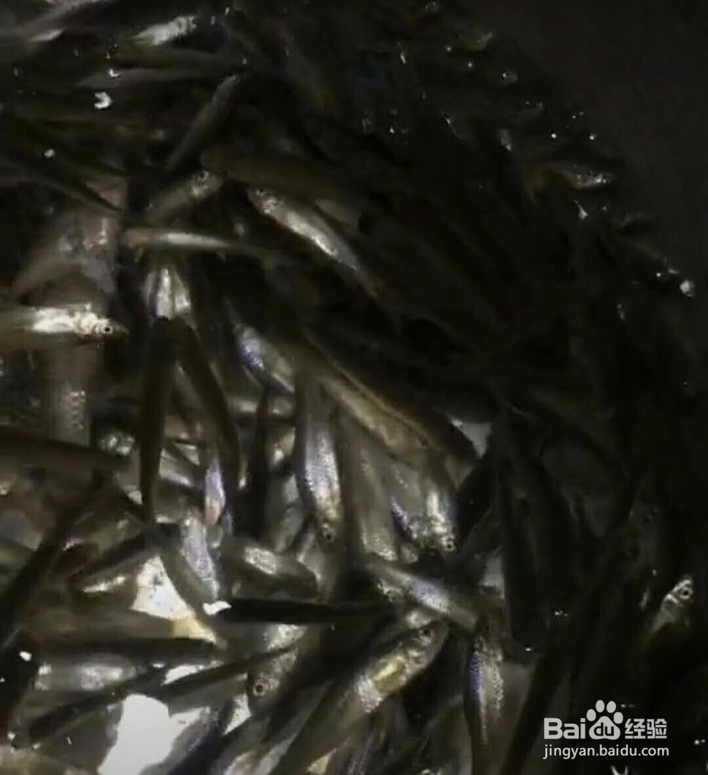 酱顿江鱼做法