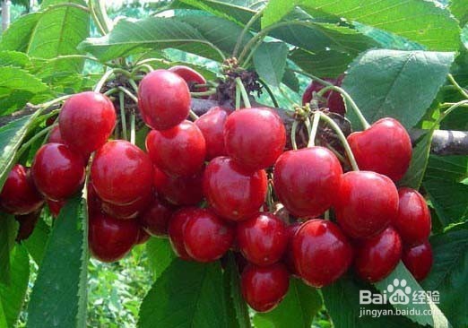 贫血者可以多吃这几种水果助健康。