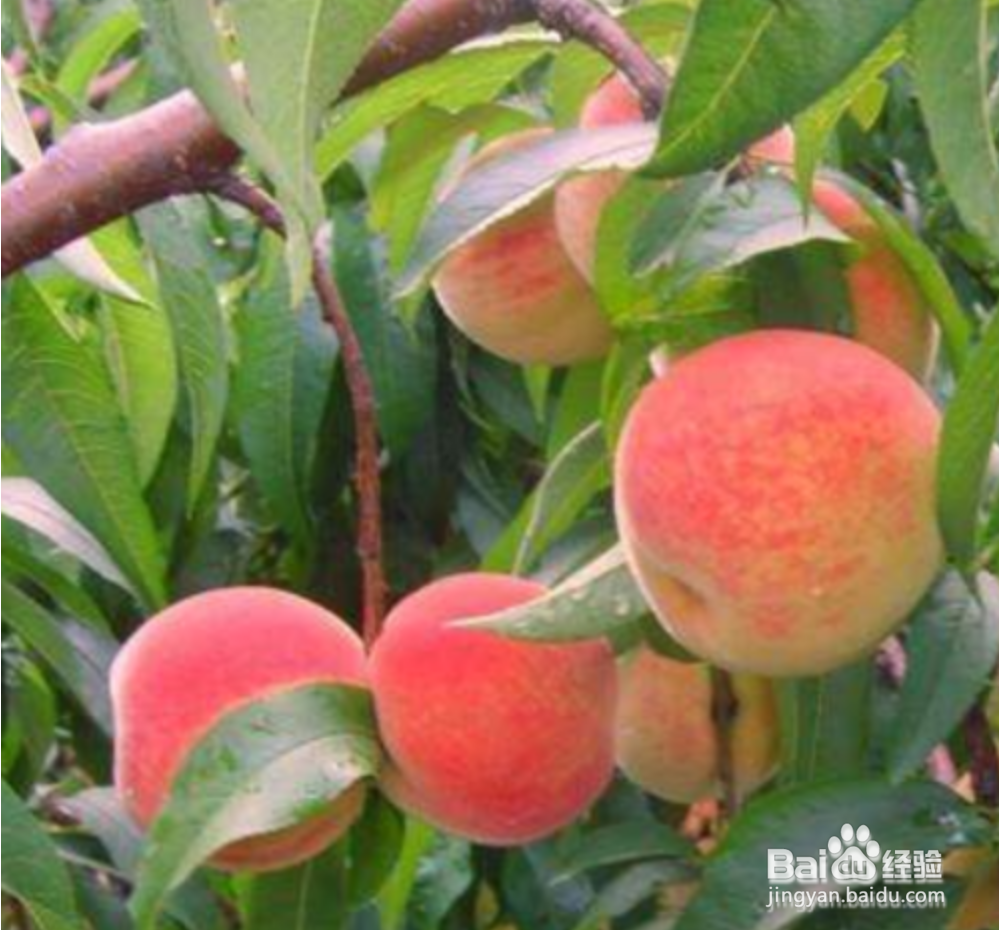 痒痒粉的简单制作方法