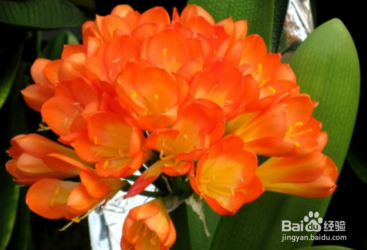 君子兰冬天怎么养才能安全过冬