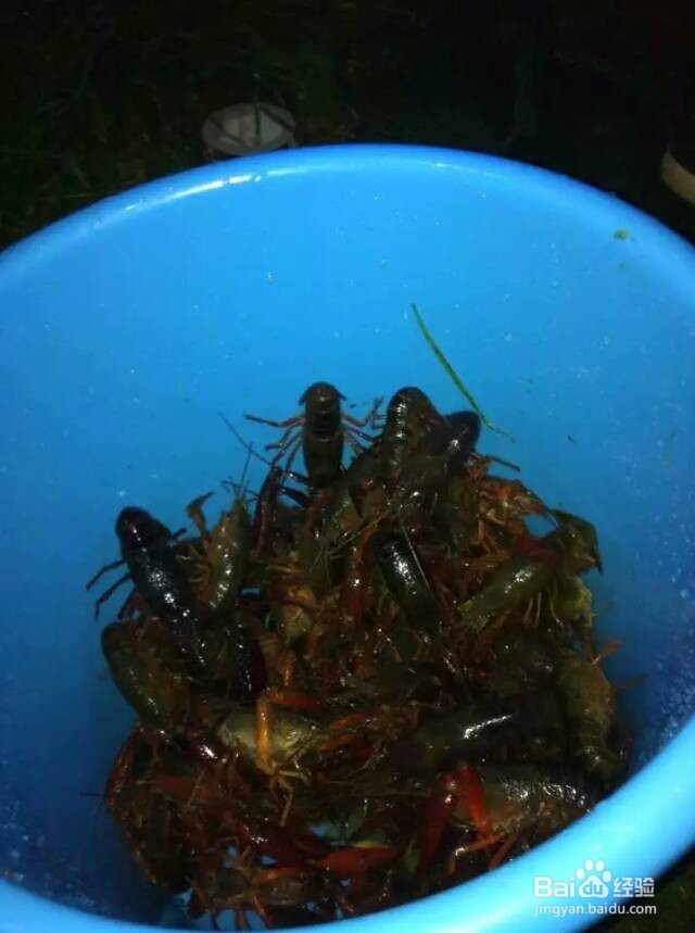 深夜结伴钓龙虾好玩又好吃!