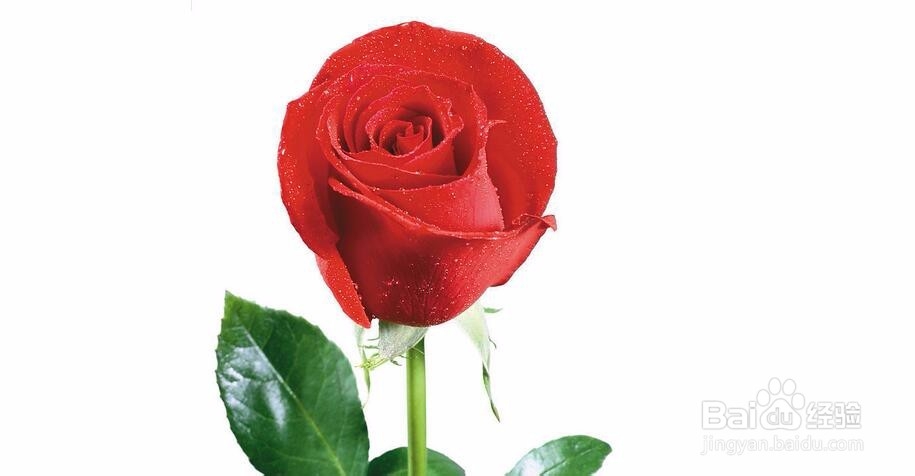 真心爱上一个人,你真的是真心吗?