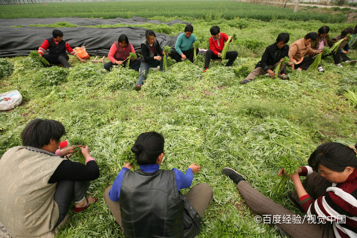 婴幼儿能吃芦蒿吗