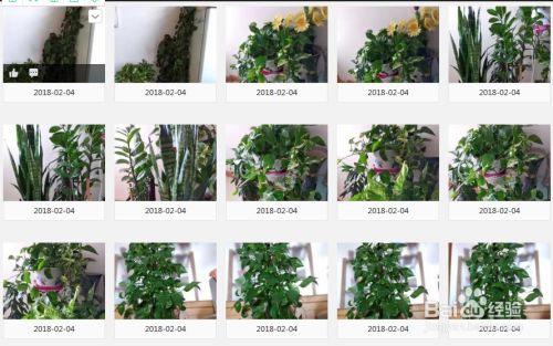 自制养花肥料 苹果酵素 百度经验