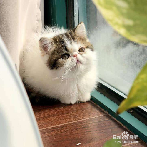 冬天怎么养猫？