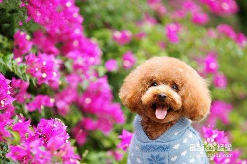 宠物老是打喷嚏怎么办？