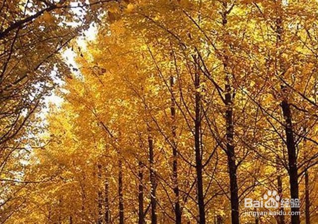 秋天时节看银杏林，从北到南慢慢看