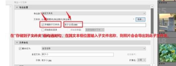 lightroom批量导出照片的操作