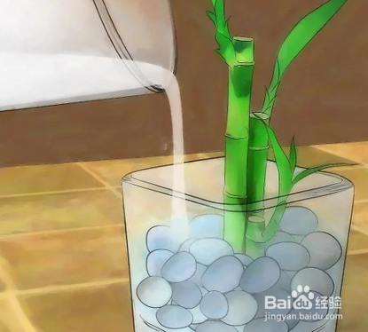 富贵竹怎么养才长得好