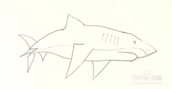 巨型鲨鱼怎么画远古图片