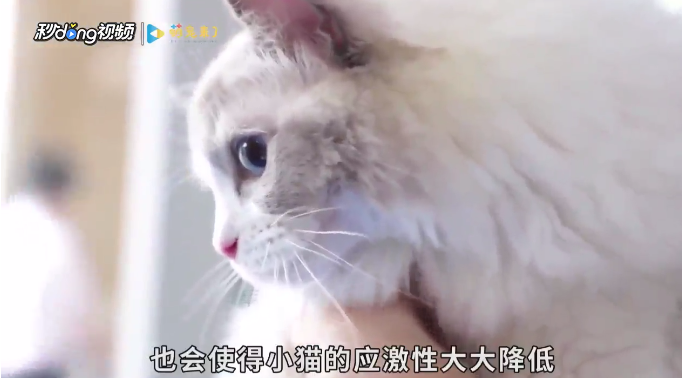 怎样正确给幼猫洗澡