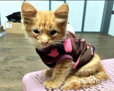 怎么让猫知道自己的名字