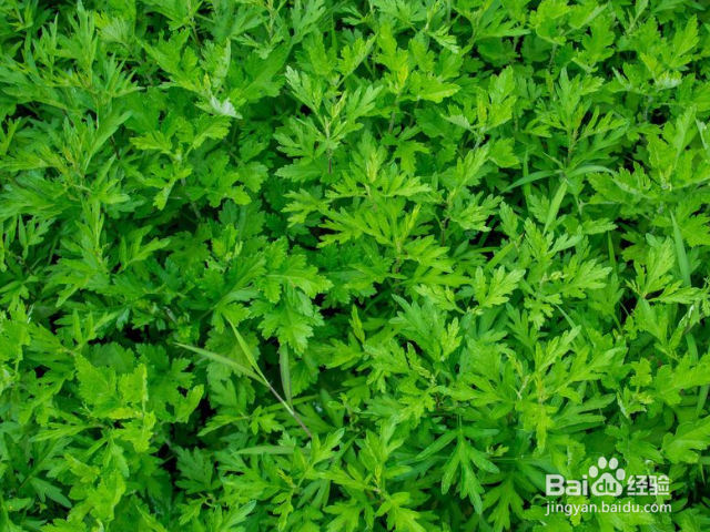 如何让艾草的产量暴增?