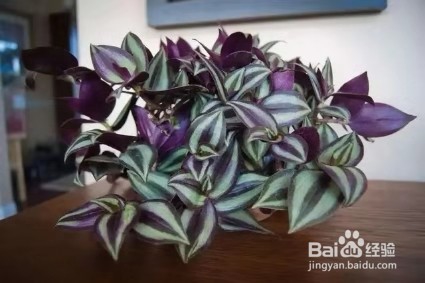 将吃剩下的果皮，简单一处理养花，植物越长越旺