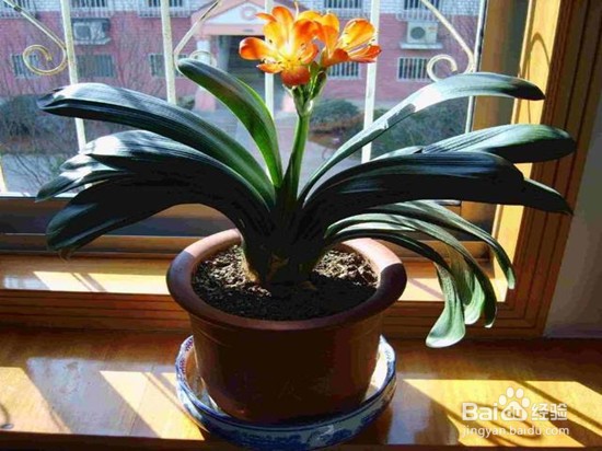 如何养殖君子兰？