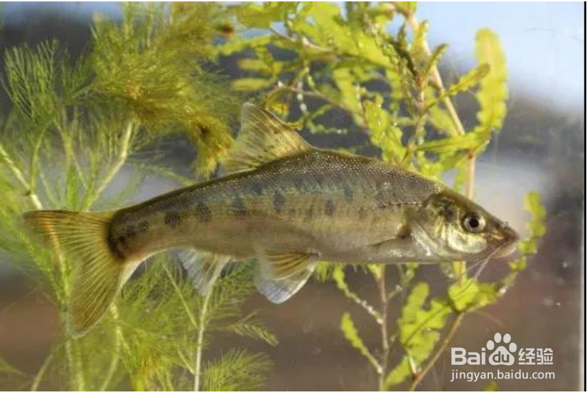 鱼如何在水中沉浮