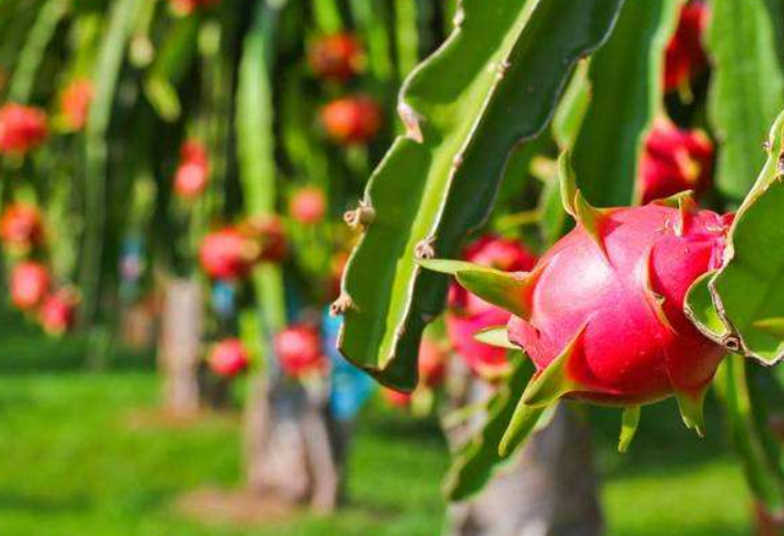 吃了火龙果再喝绿豆沙会相克吗