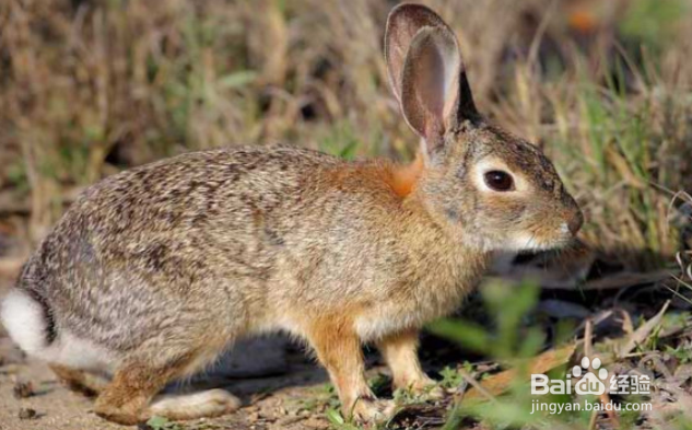 野兔子怎么养才不会死