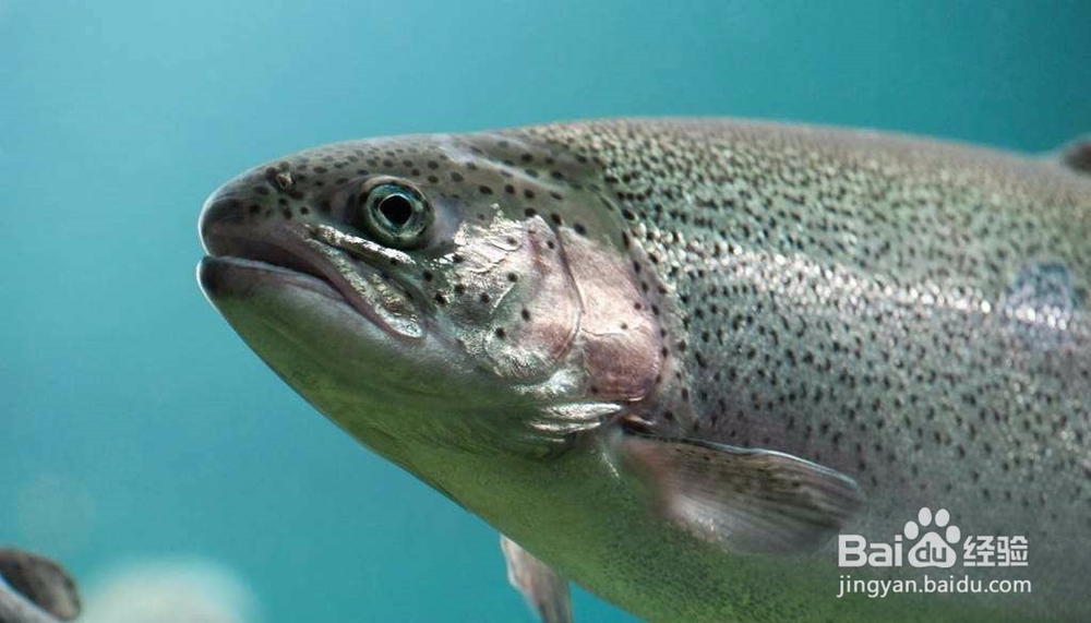 如何防治鱼维生素缺乏症