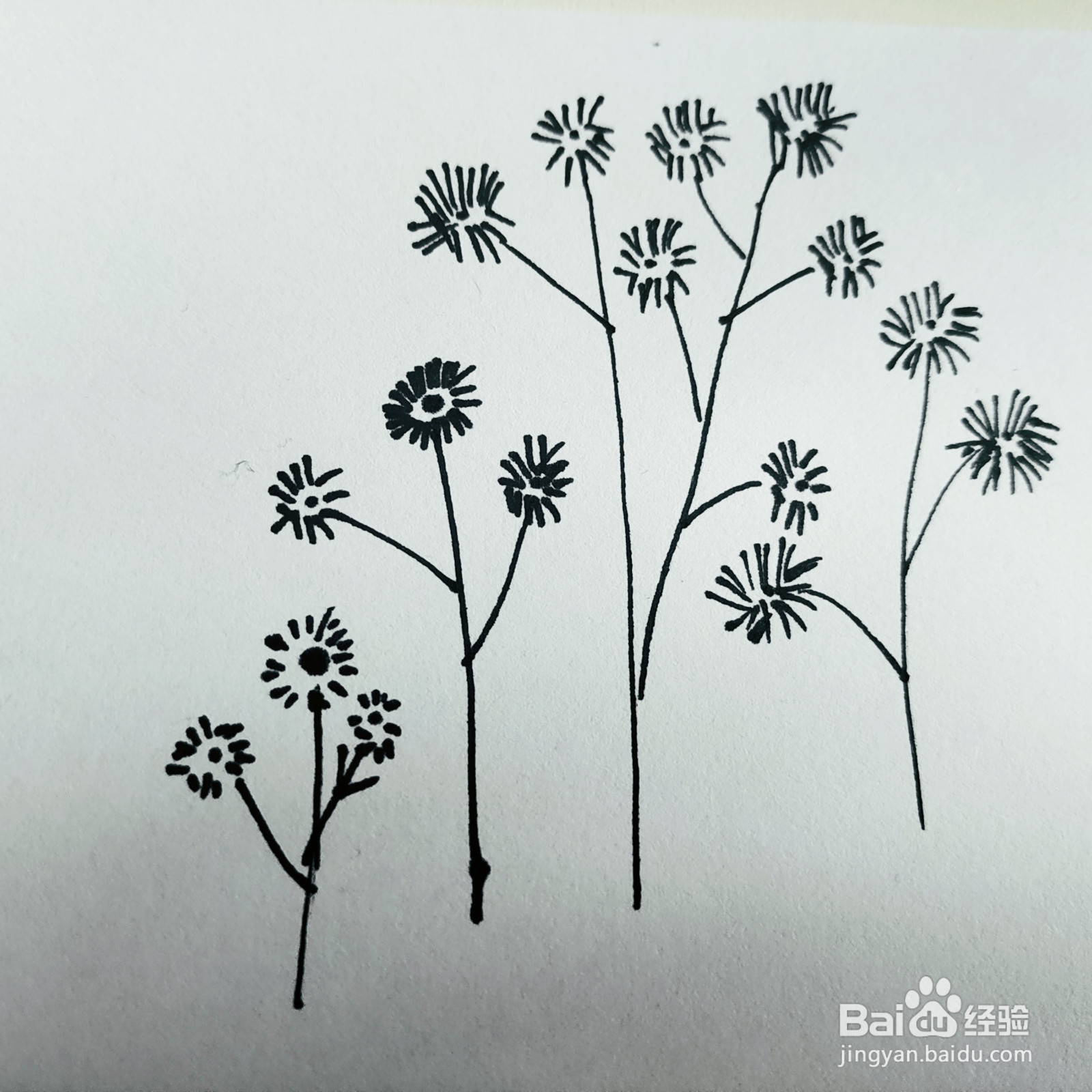 三岁孩子也能够学会的画小花简笔画的画法