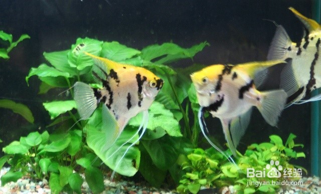 如何养好热带鱼