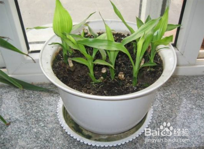 富贵竹土培怎么养才能更旺盛