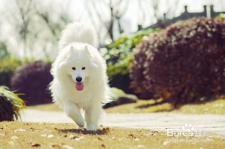 大学毕业后学宠物美容好不好