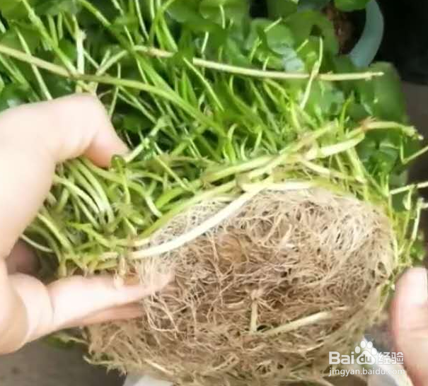 室外铜钱草怎么过冬