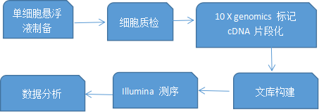 10x Genomics应用于肿瘤耐药研究