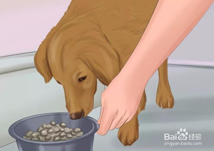 如何确保爱犬产后健康?