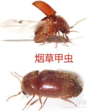 烟草甲虫怎么彻底消灭