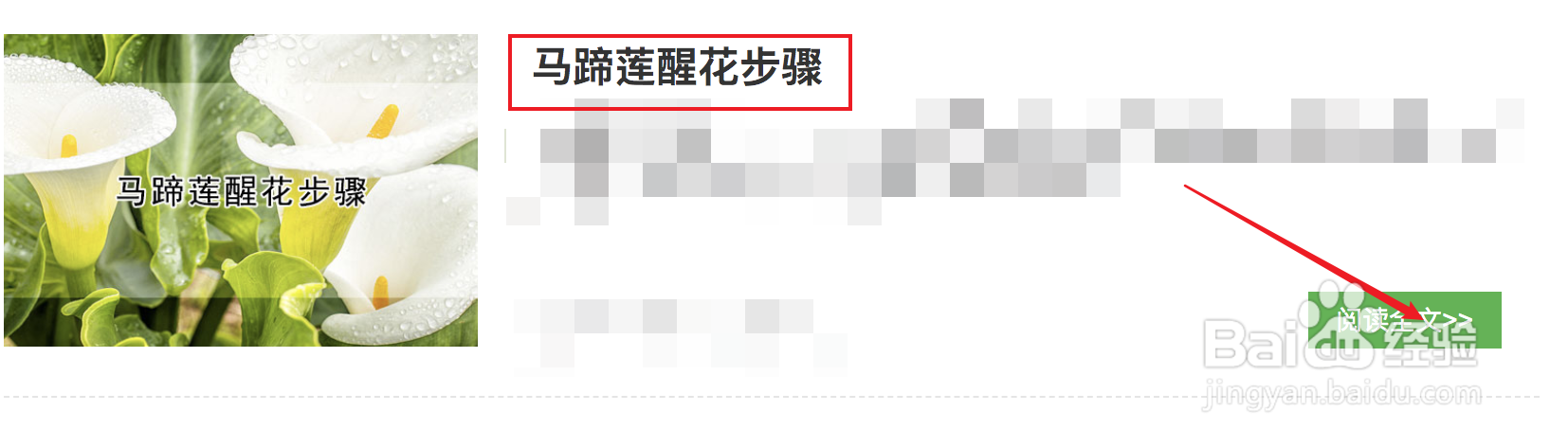 马蹄莲醒花步骤
