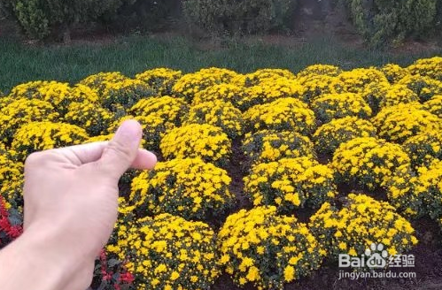 春节被亲戚催婚了怎么应对