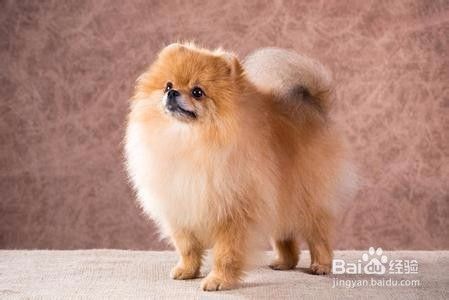 狗狗出去溜脚脏怎么办狗狗出门脚脏怎么办 百度经验