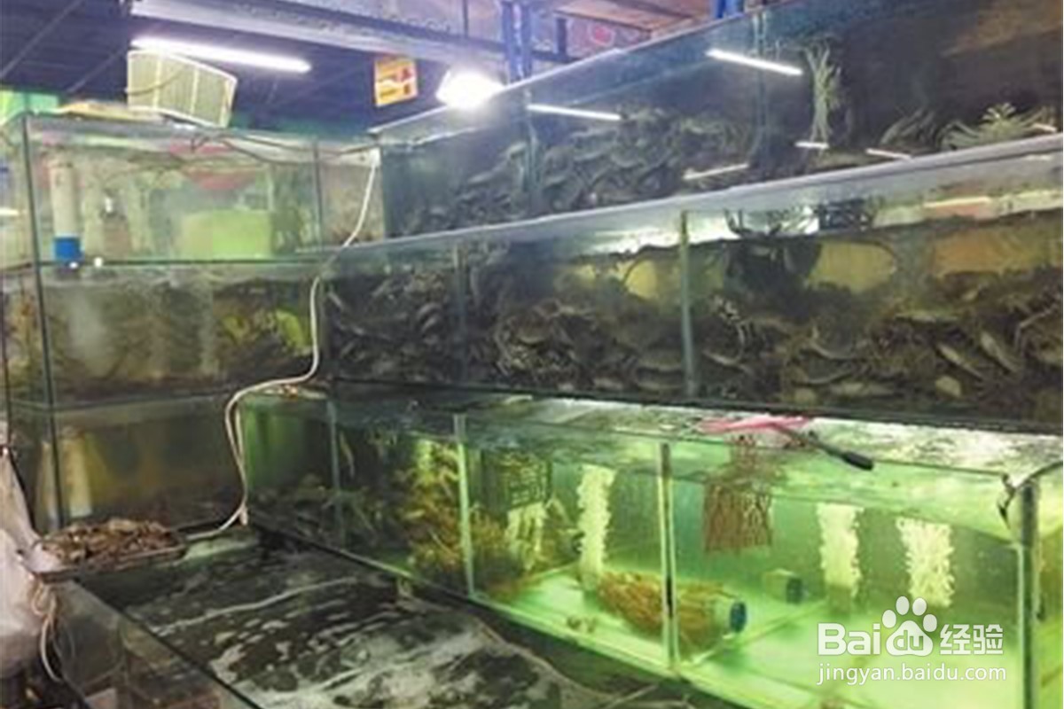 飞机托运活螃蟹最佳方法？