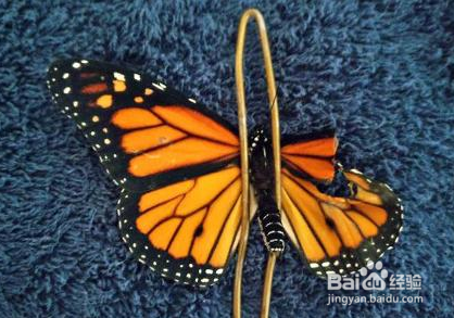 蝴蝶翅膀上的粉末有什么作用