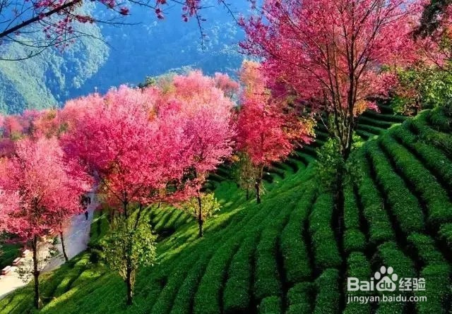 2016大理南涧樱花攻略：樱花节什么时候、怎么去