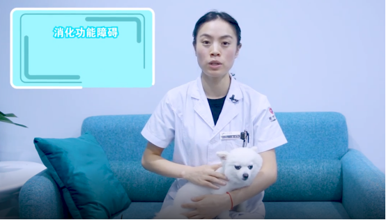 狗狗偷吃了奶油蛋糕，应该怎么办