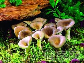 怎样正确的分辨蘑菇